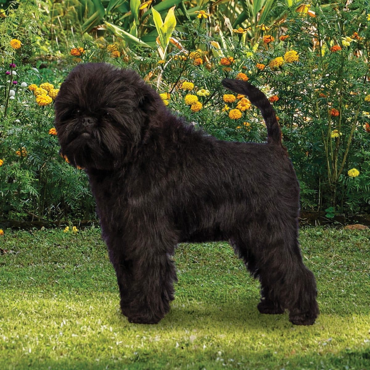Affenpinscher