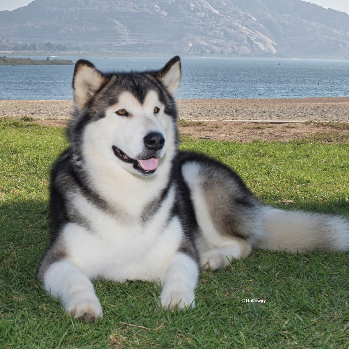 Alaskan Malamute