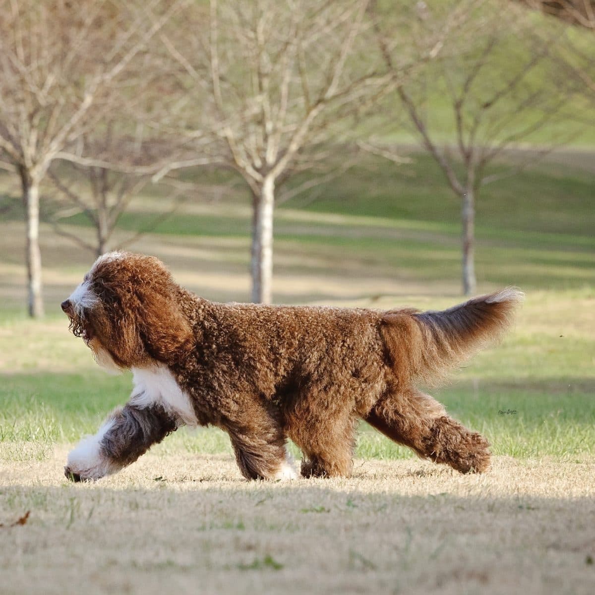Barbet
