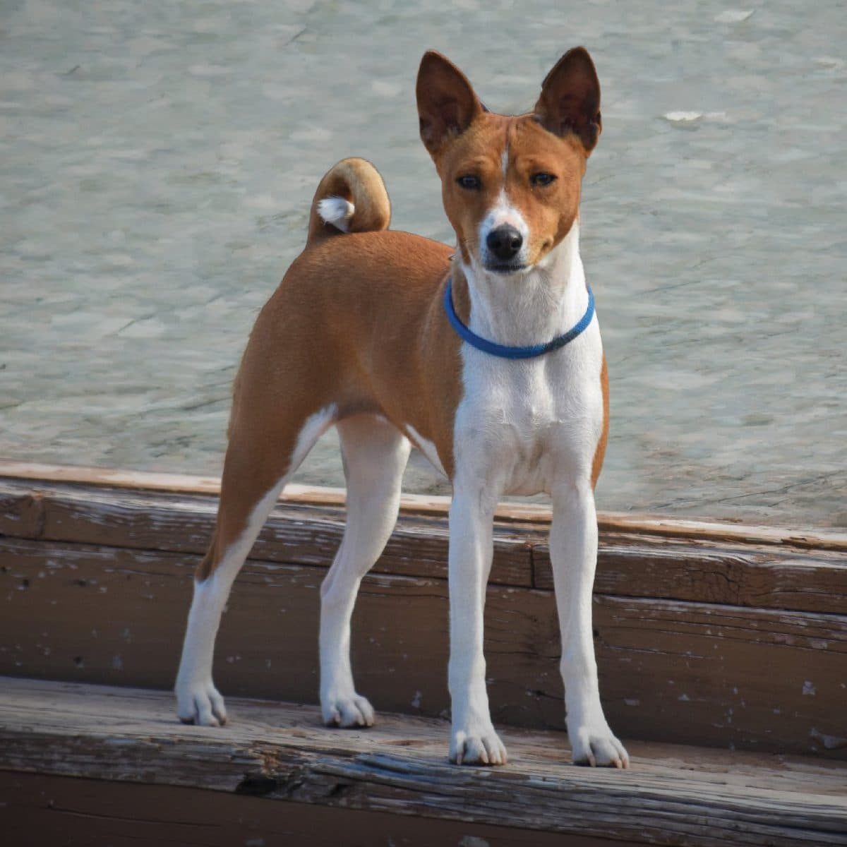 Basenji