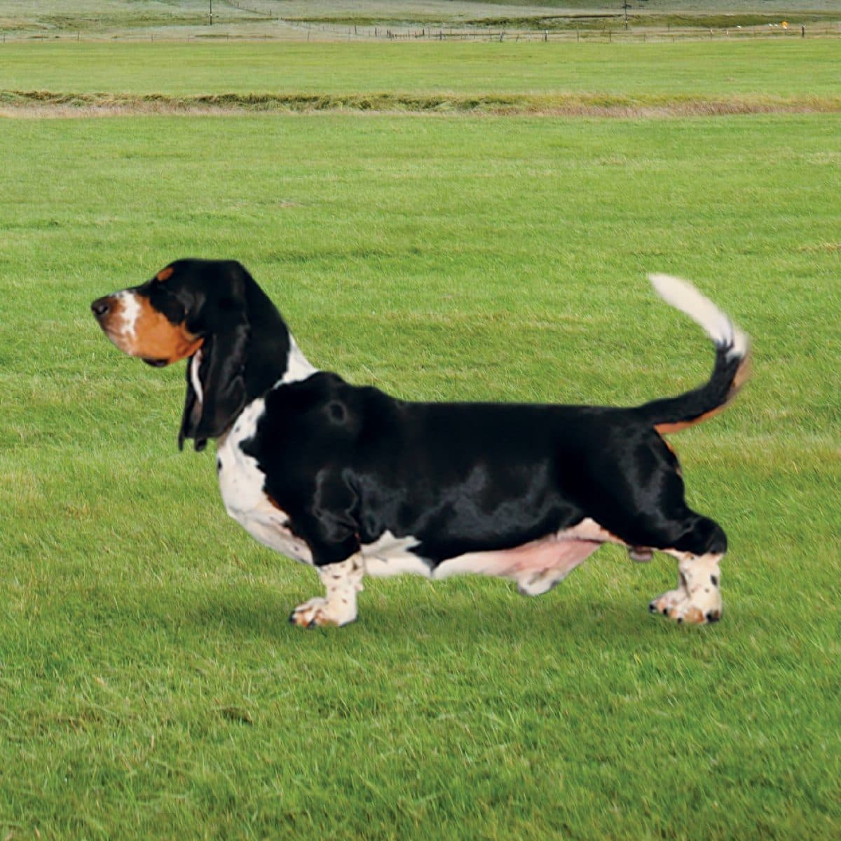 Basset Hound