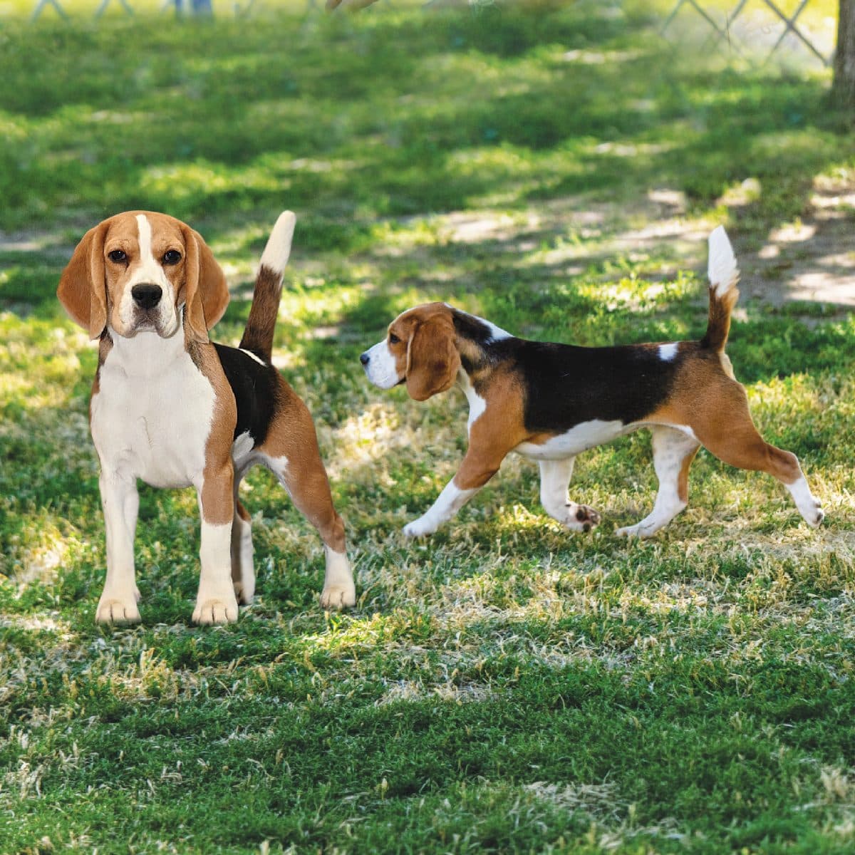Beagle
