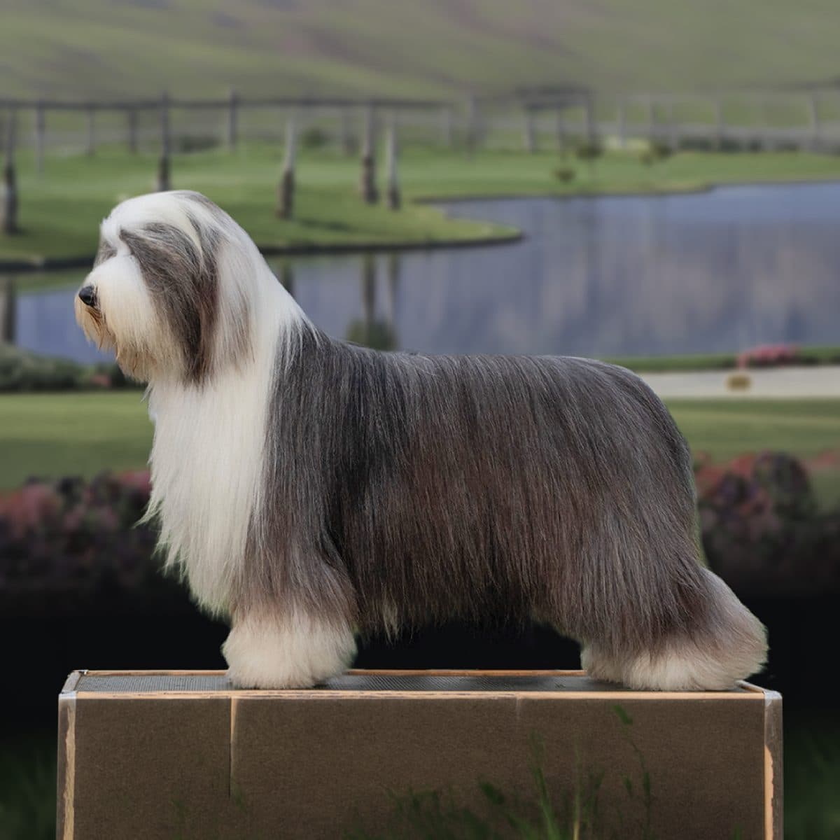 Bearded Collie