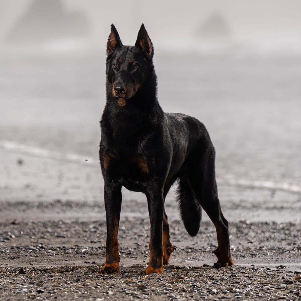 Beauceron
