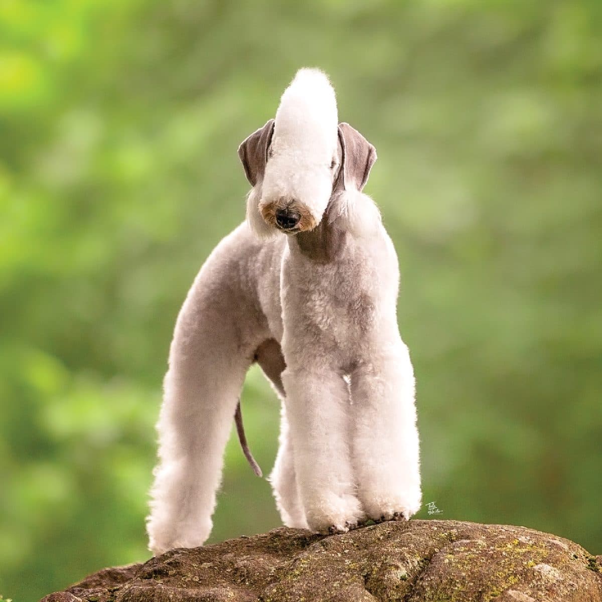 Bedlington Terrier