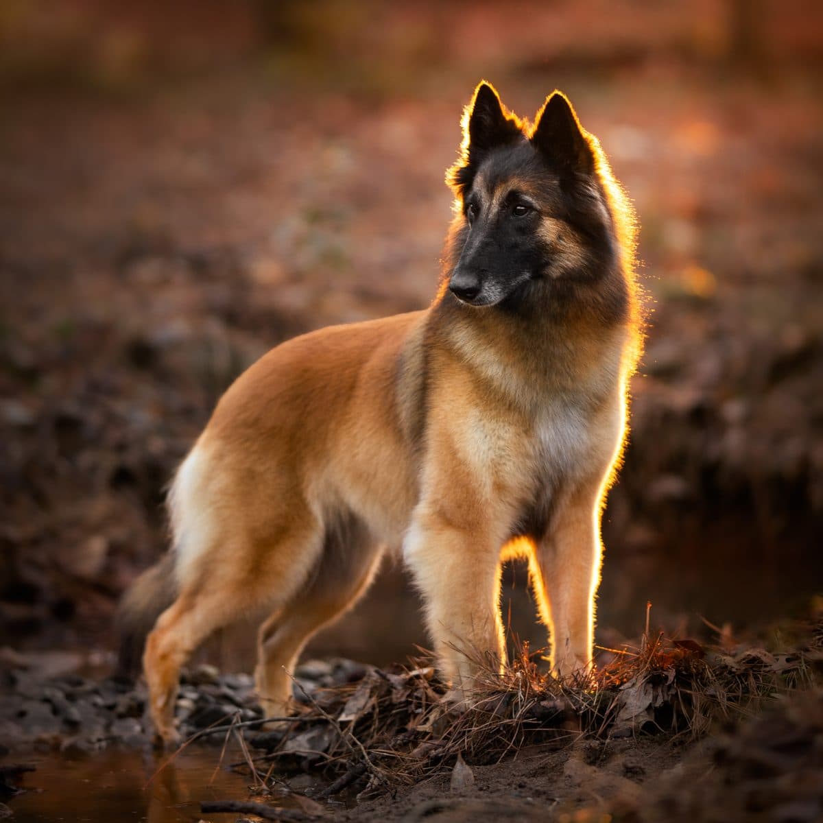 Belgian Tervuren