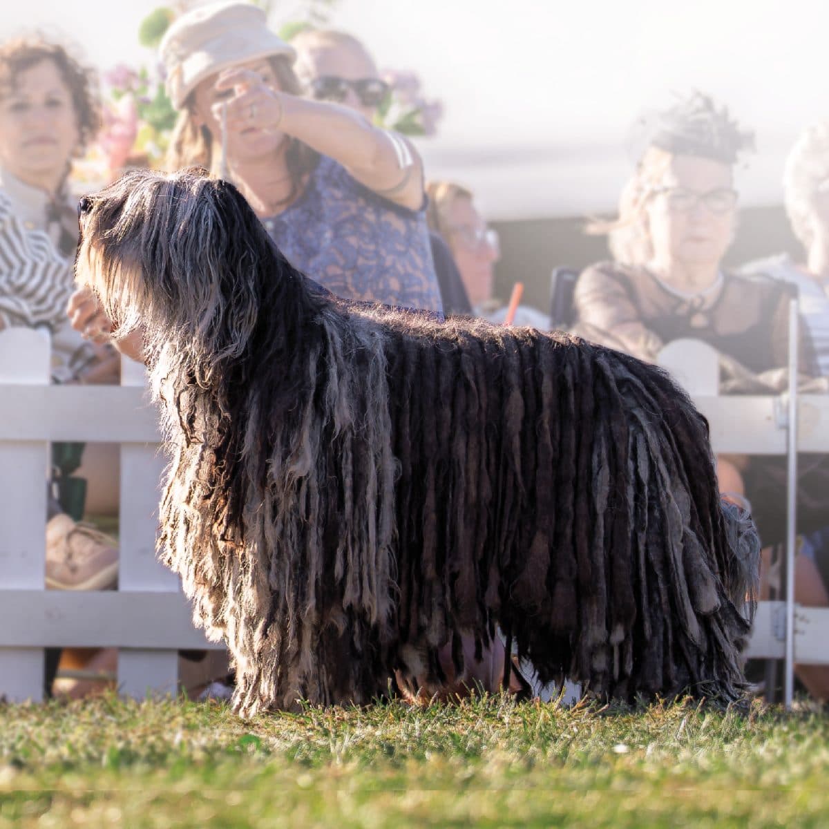 Bergamasco Sheepdog