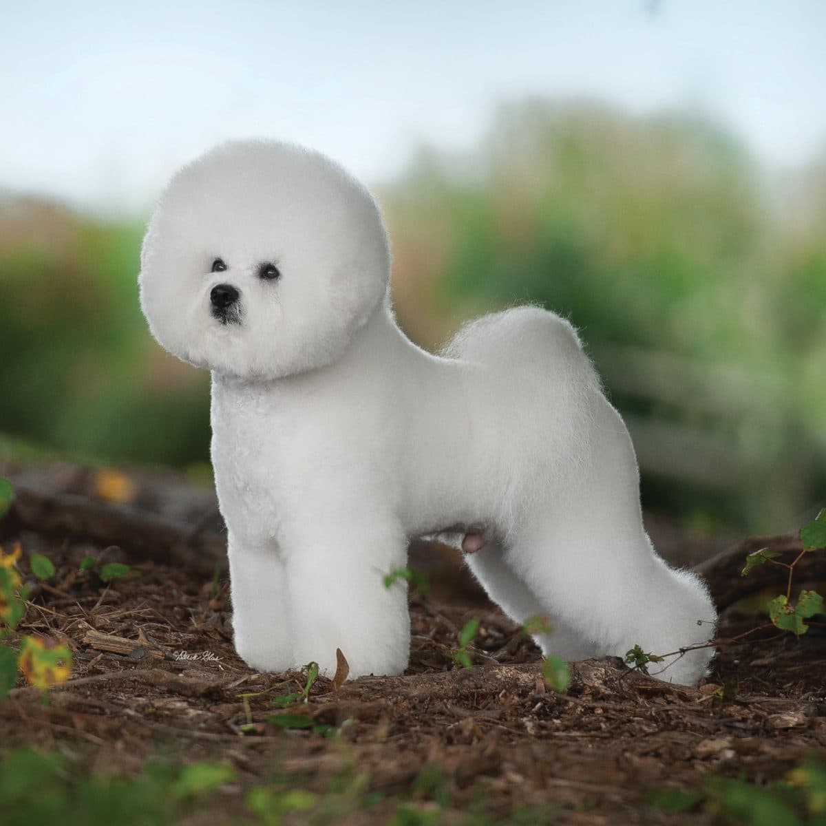 Bichon Frise