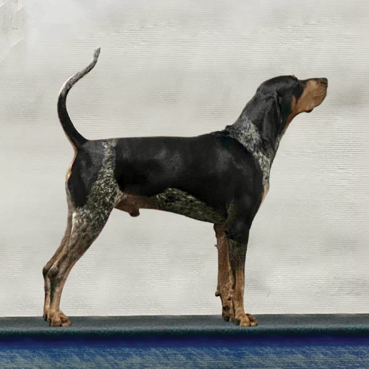 Bluetick Coonhound