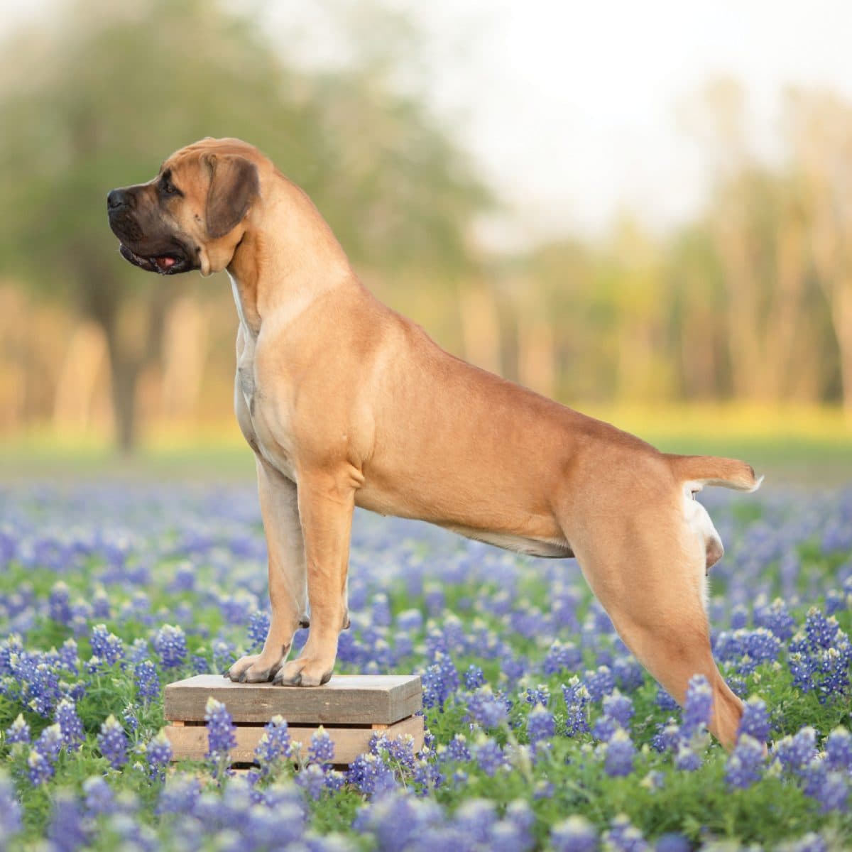 Boerboel