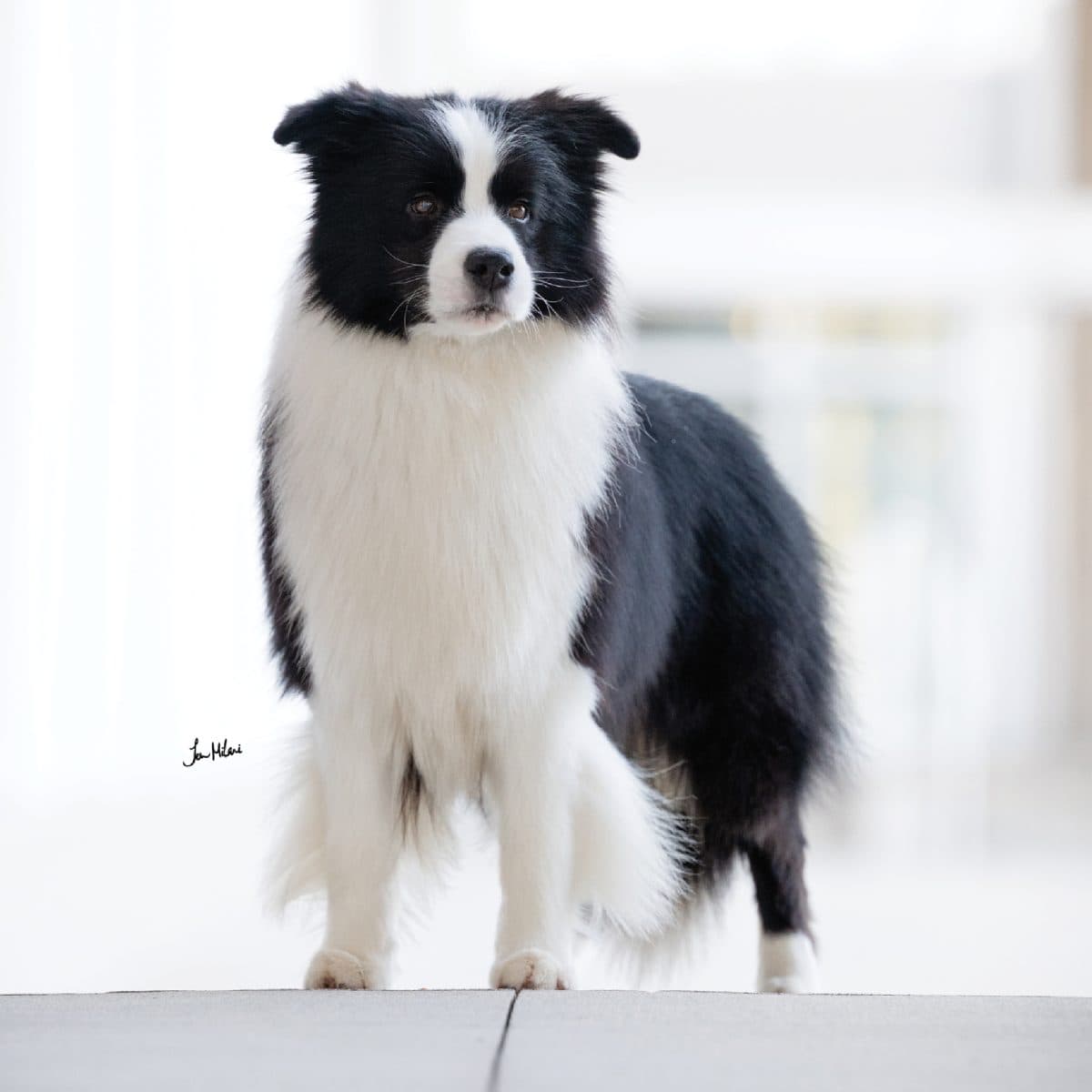 Border Collie