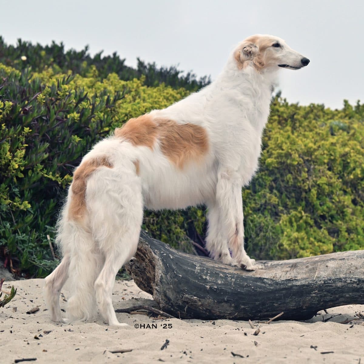 Borzoi