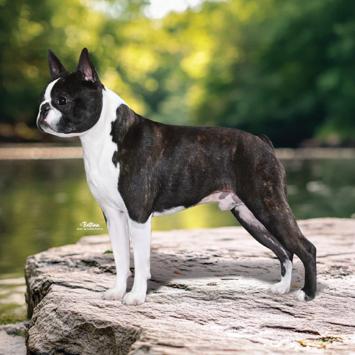 Boston Terrier