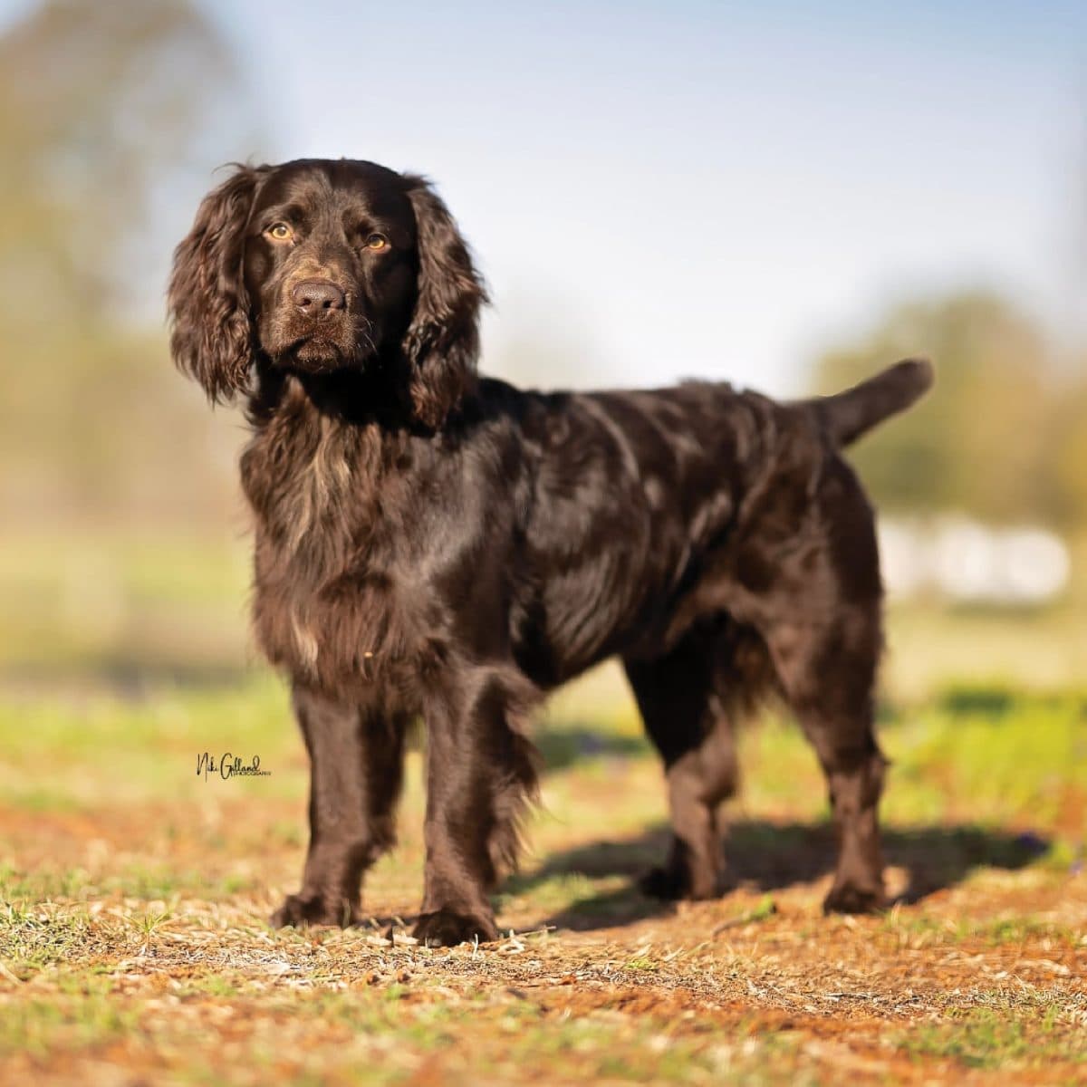 Boykin Spaniel