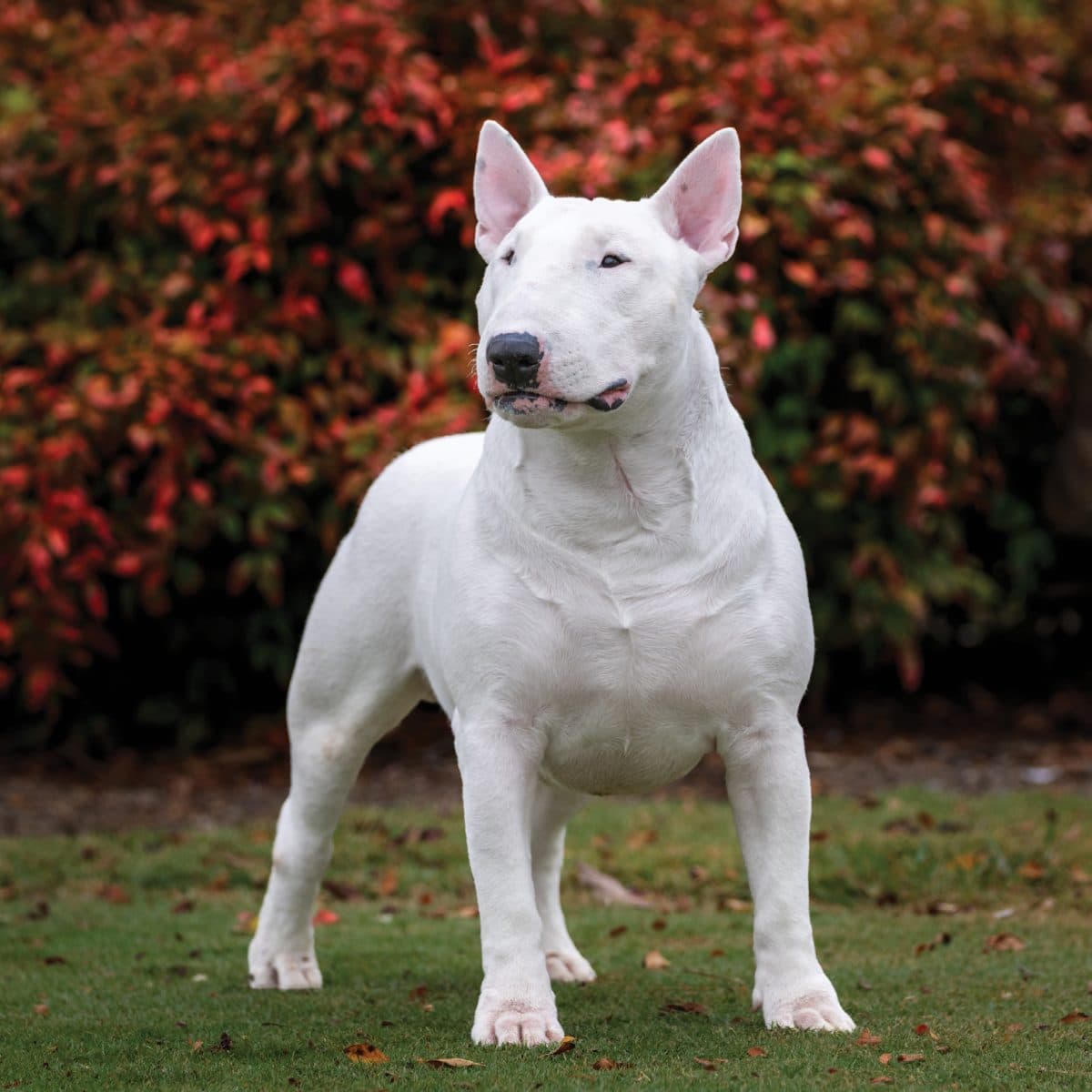 Bull Terrier