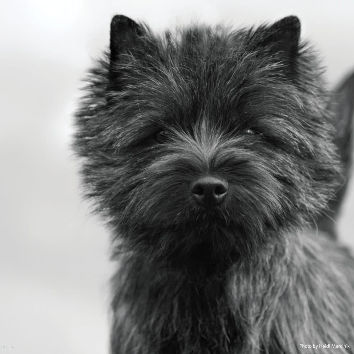 Cairn Terrier