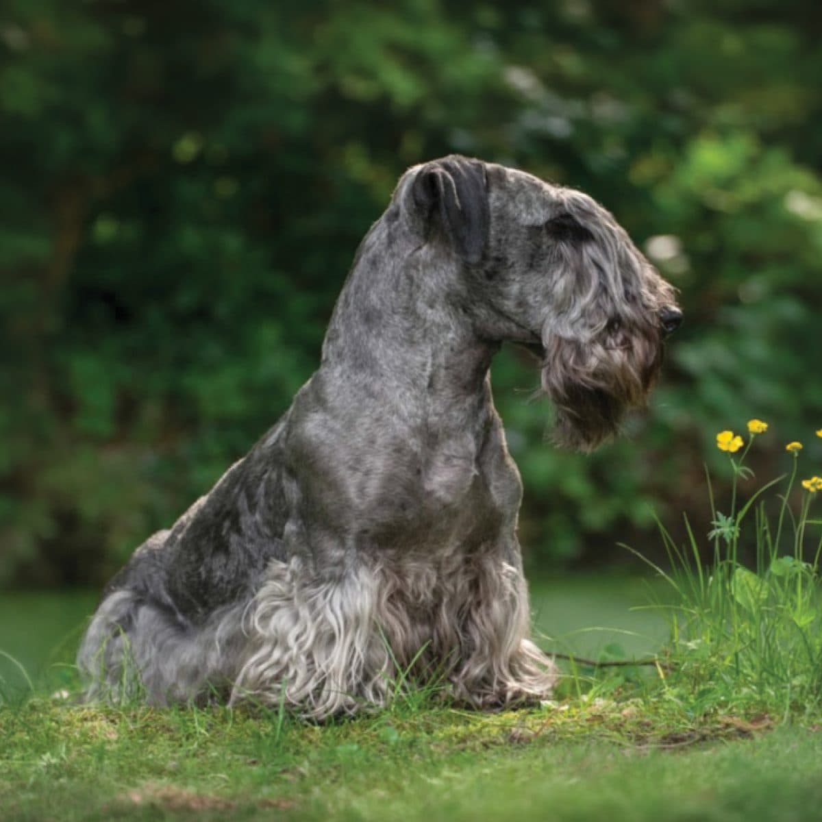 Cesky Terrier
