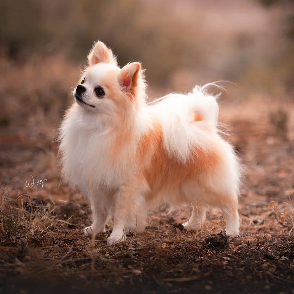 Chihuahua (Long Coat)