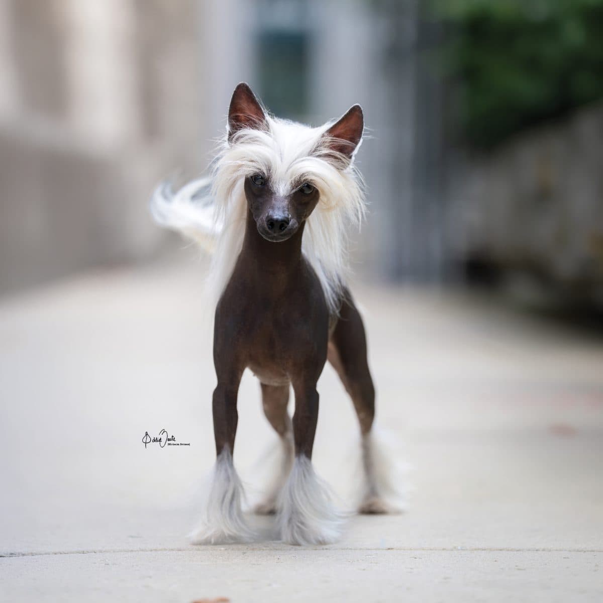 Chinese Crested