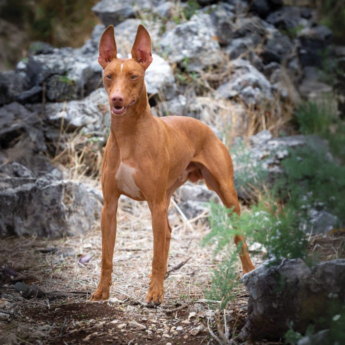 Cirneco dell’Etna