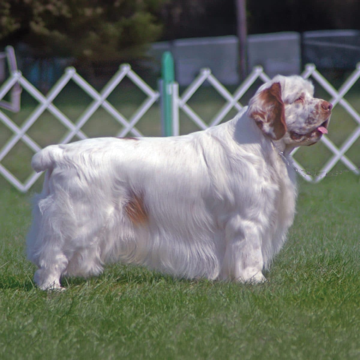 Clumber Spaniel
