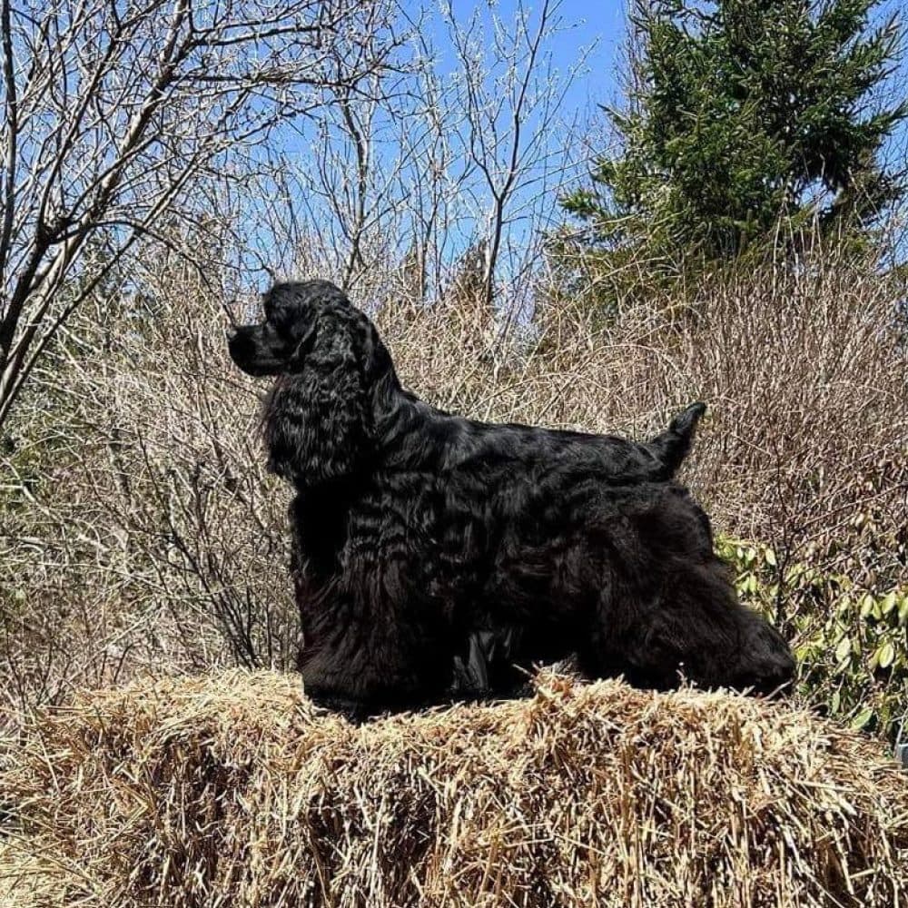 Cocker Spaniel (Black)