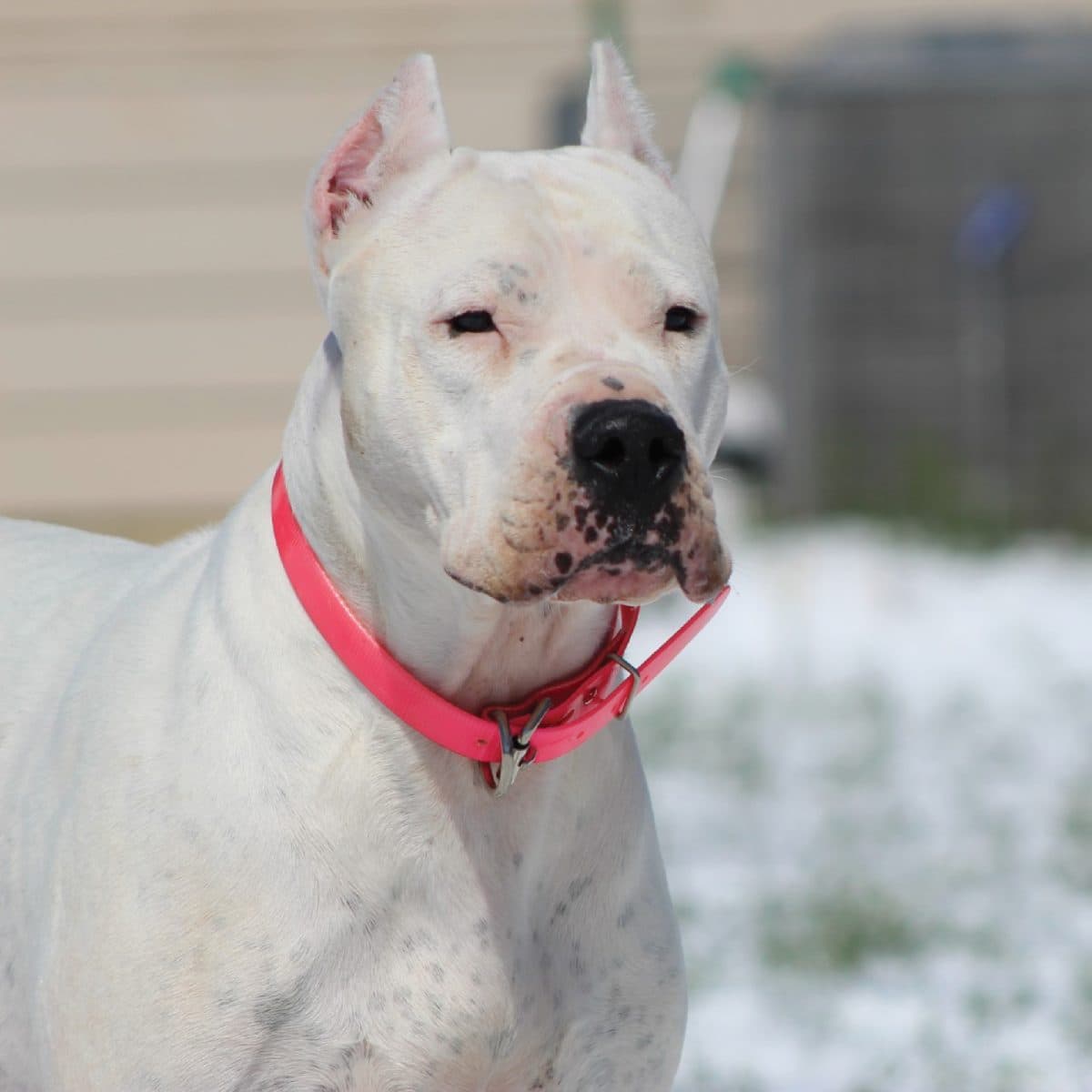 Dogo Argentino
