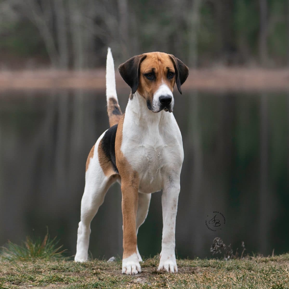 English Foxhound