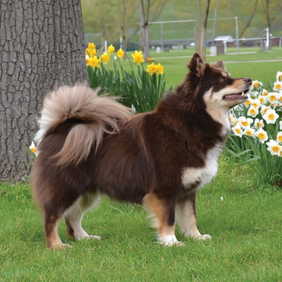 Finnish Lapphund