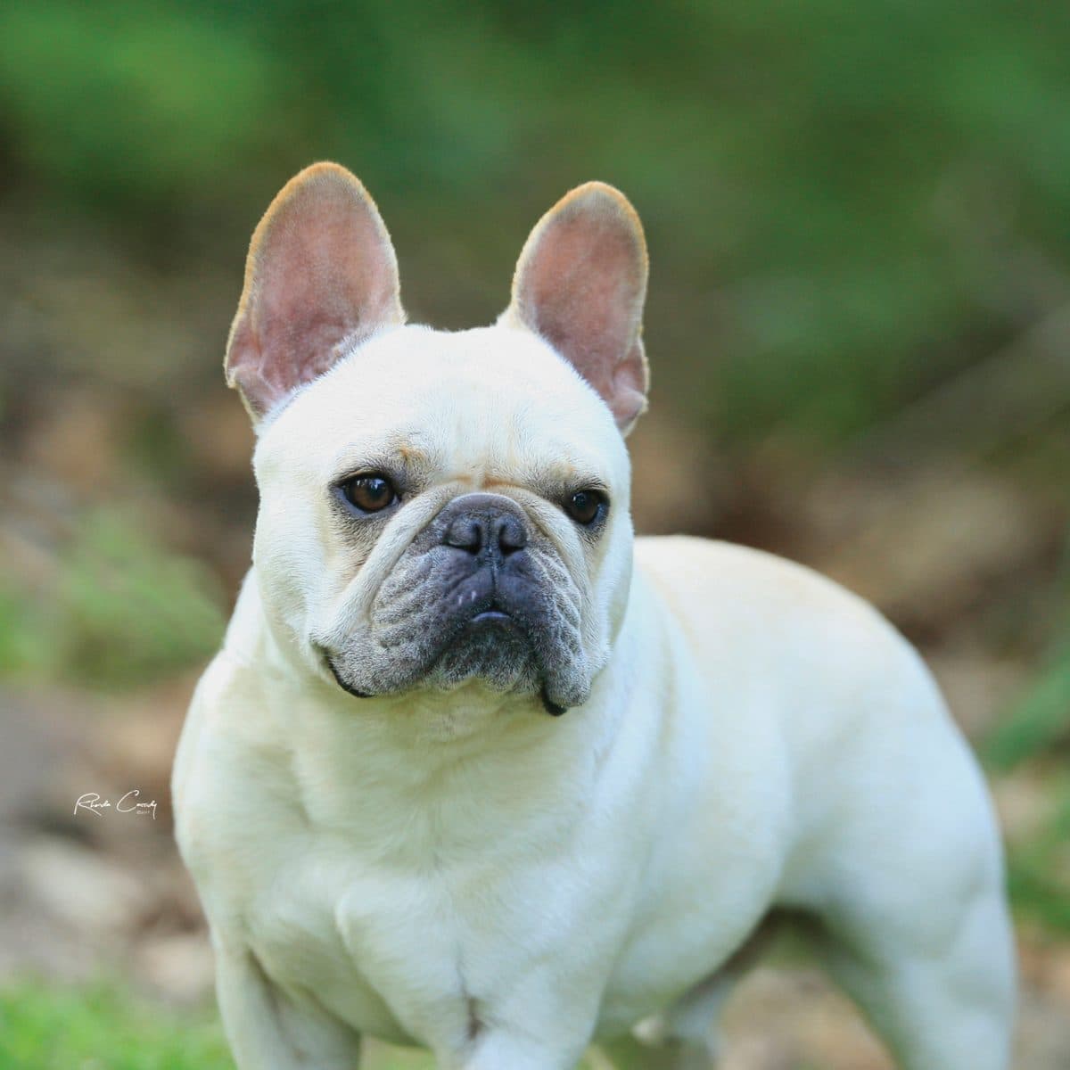 French Bulldog