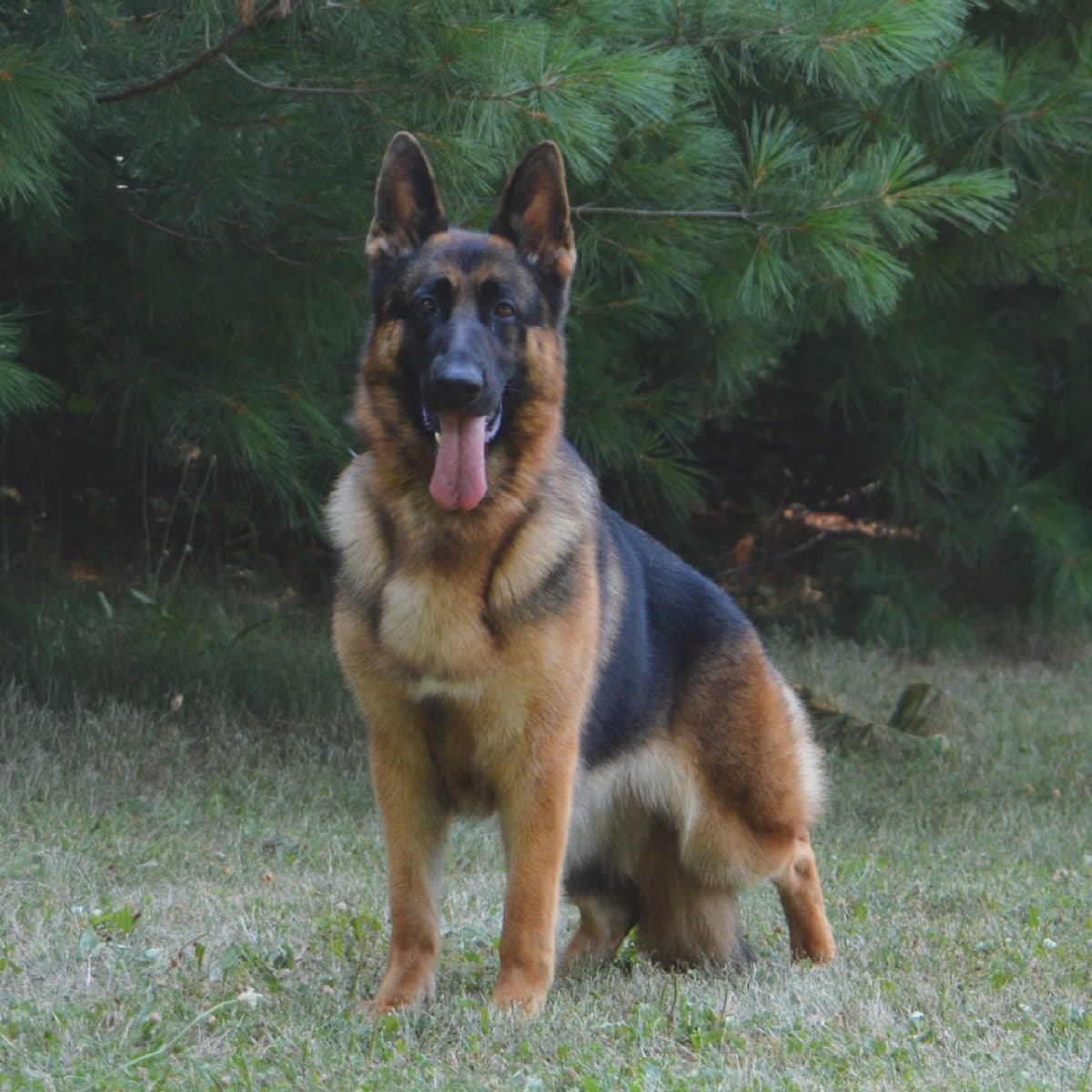 German Shepherd Dog