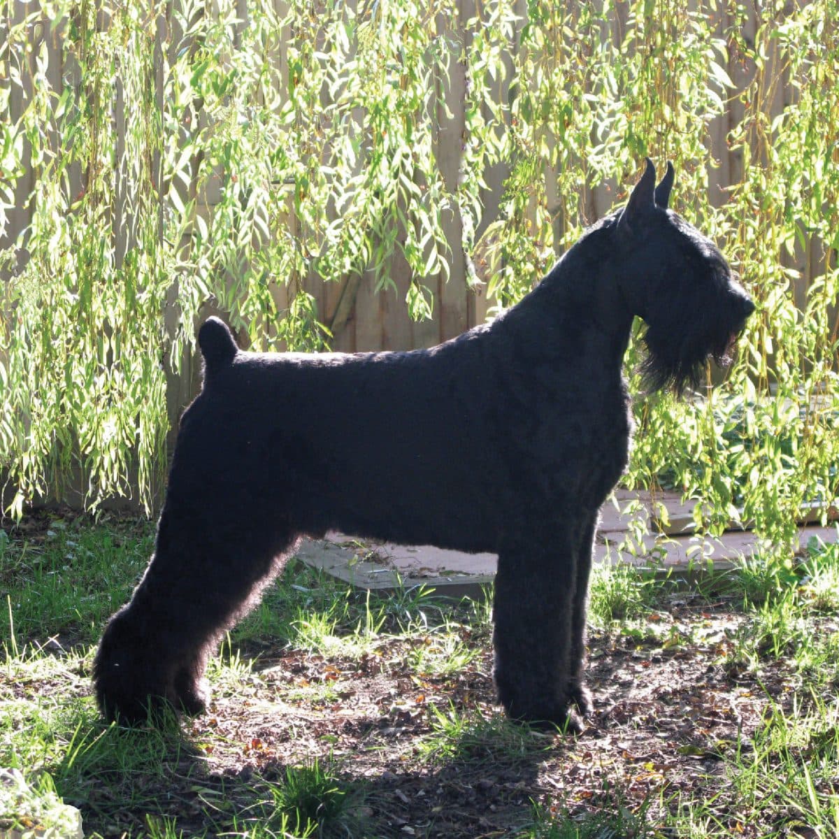 Giant Schnauzer