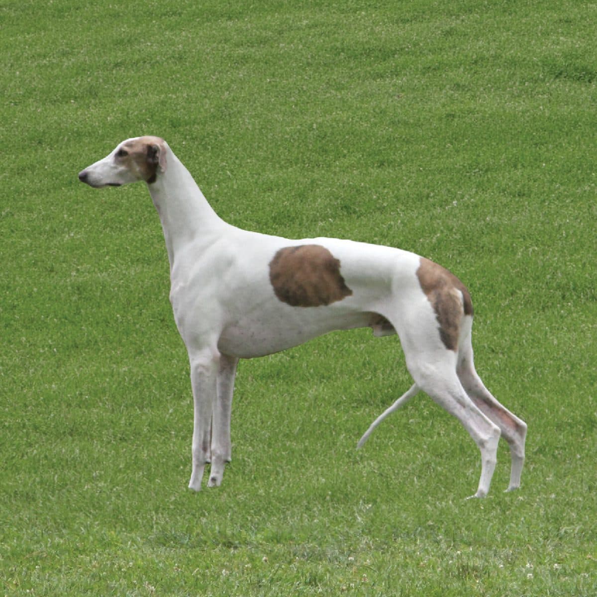Greyhound
