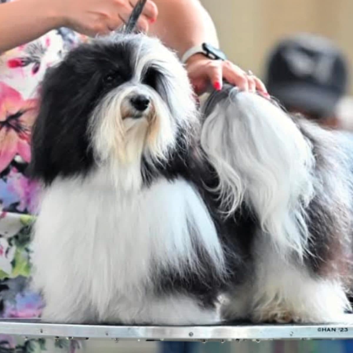 Havanese