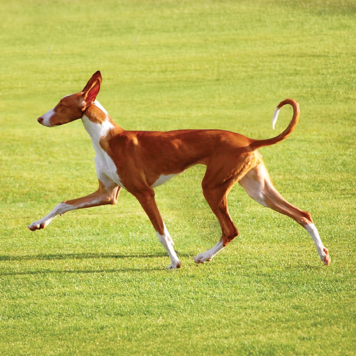 Ibizan Hound