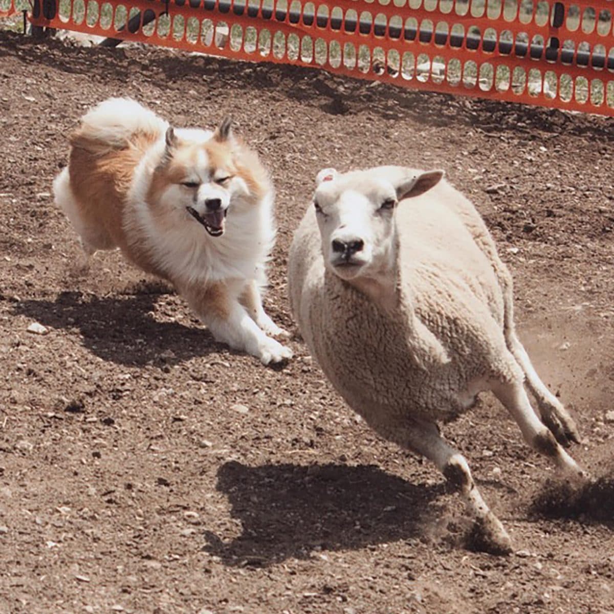 Icelandic Sheepdog