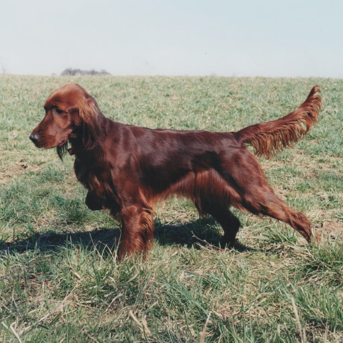Irish Setter