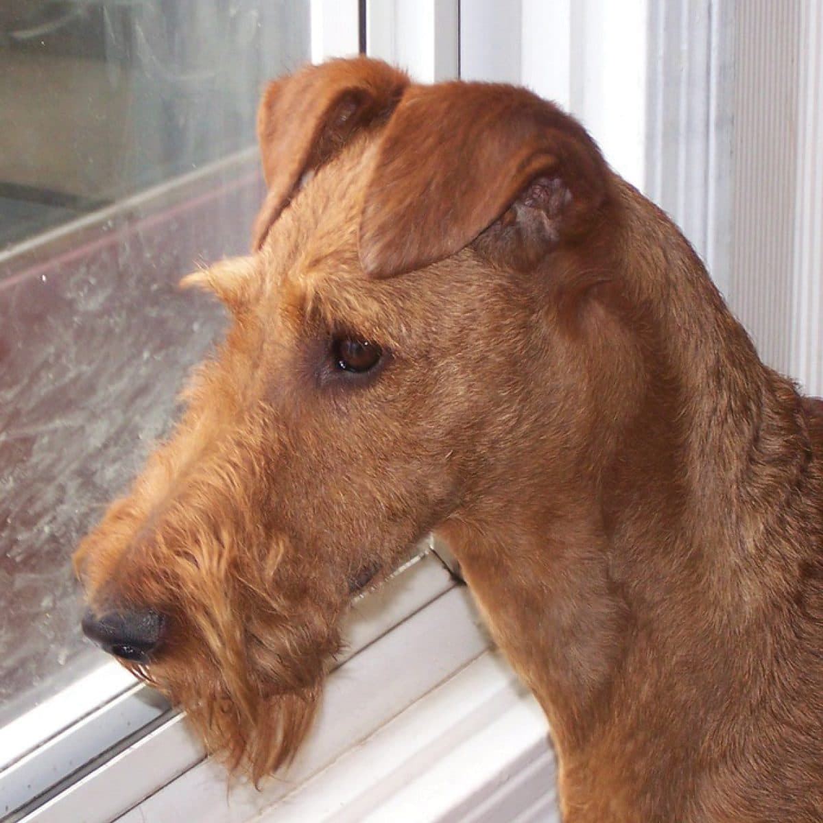 Irish Terrier