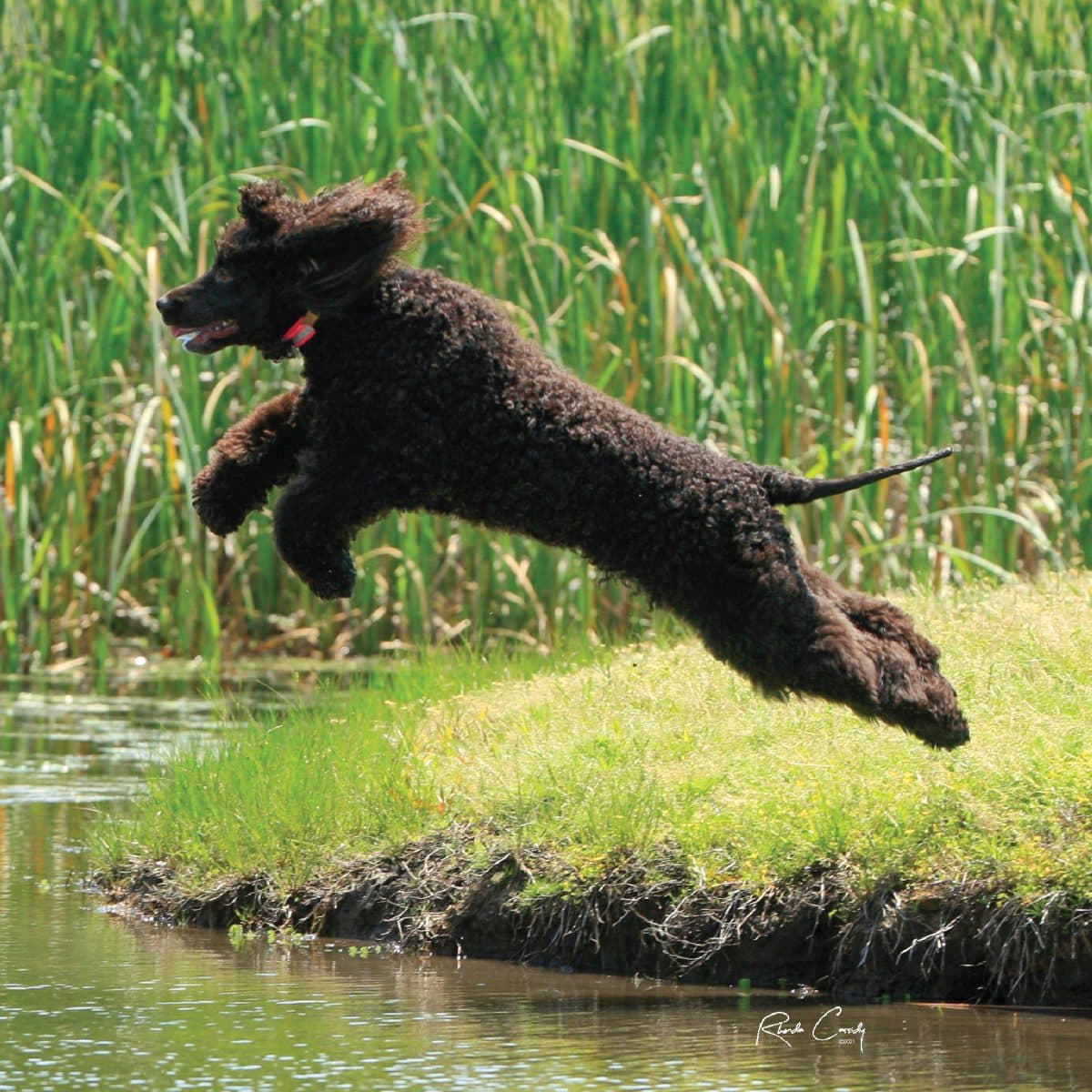 Irish Water Spaniel
