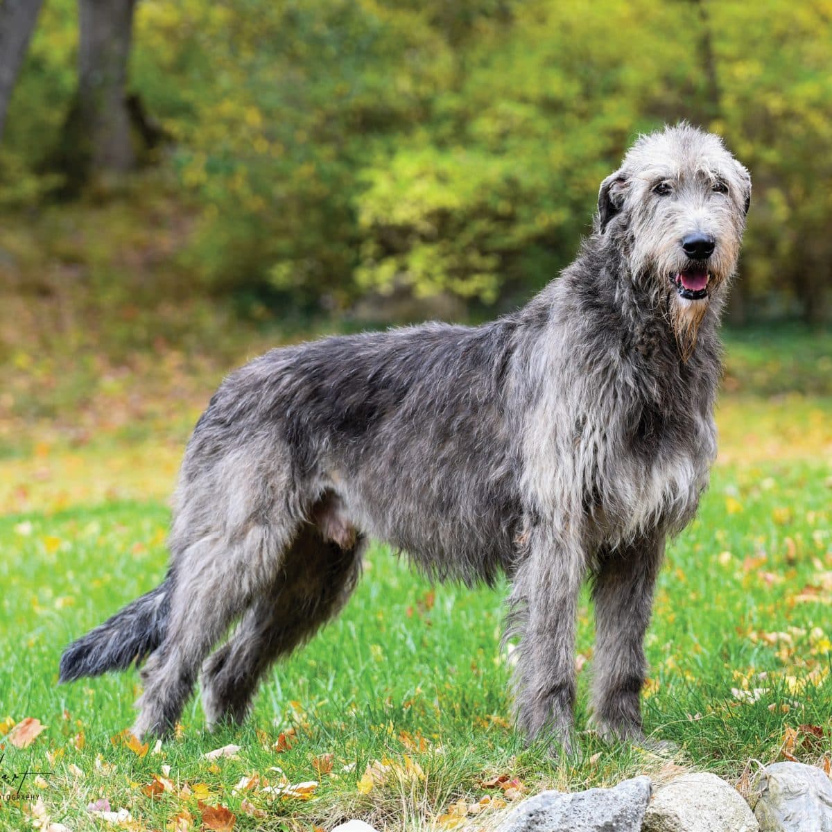 Irish Wolfhound