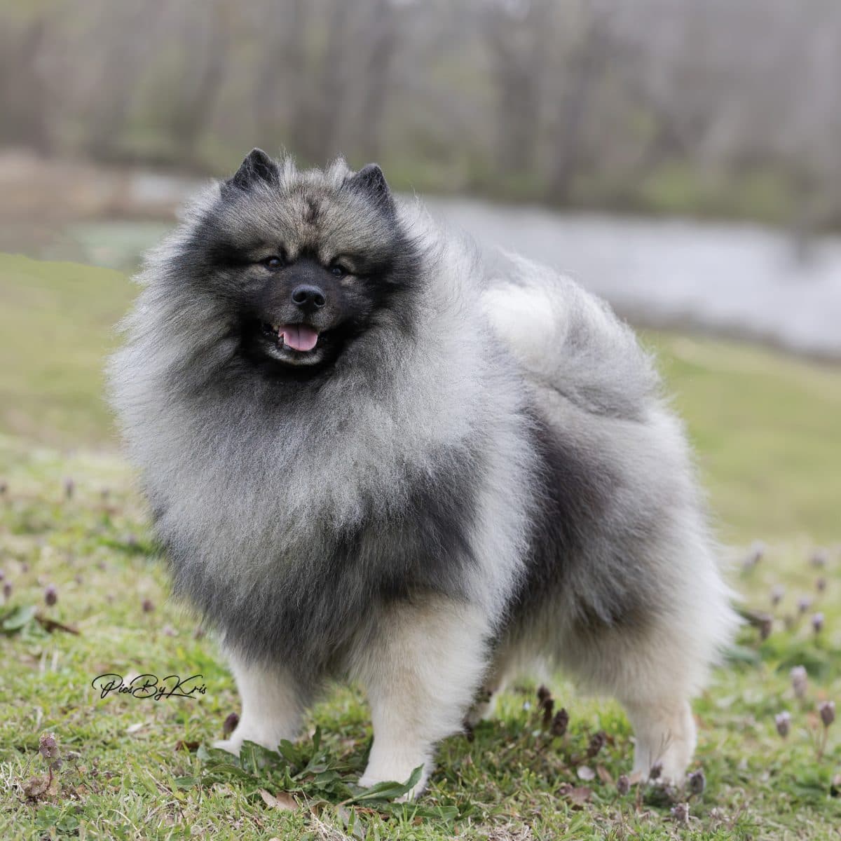 Keeshond