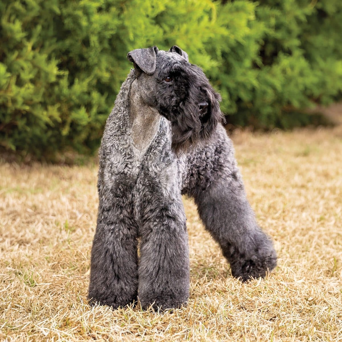 Kerry Blue Terrier