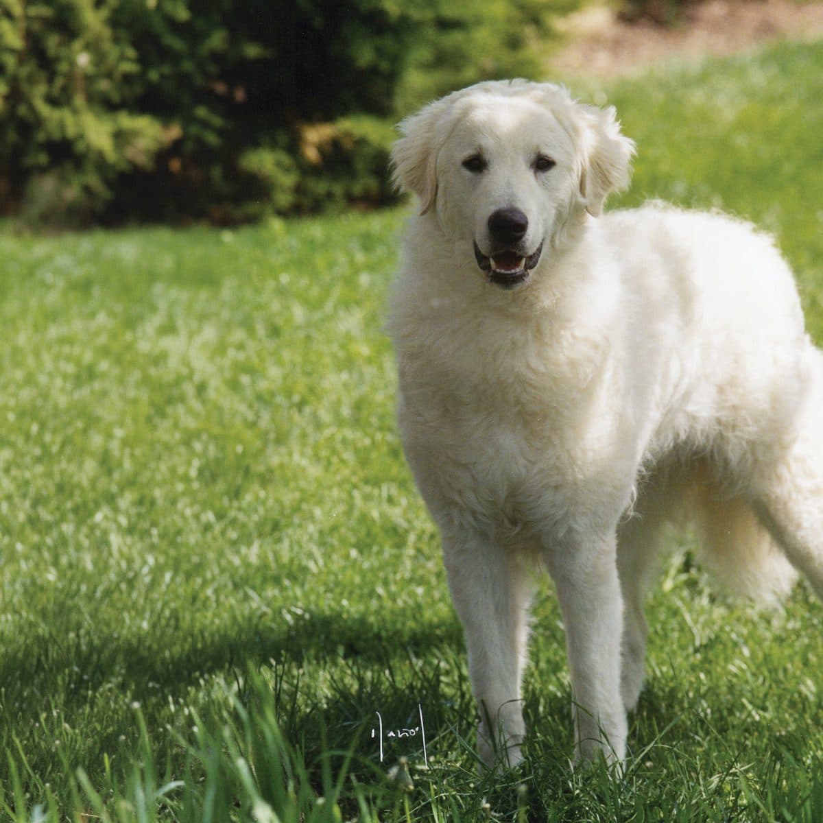 Kuvasz