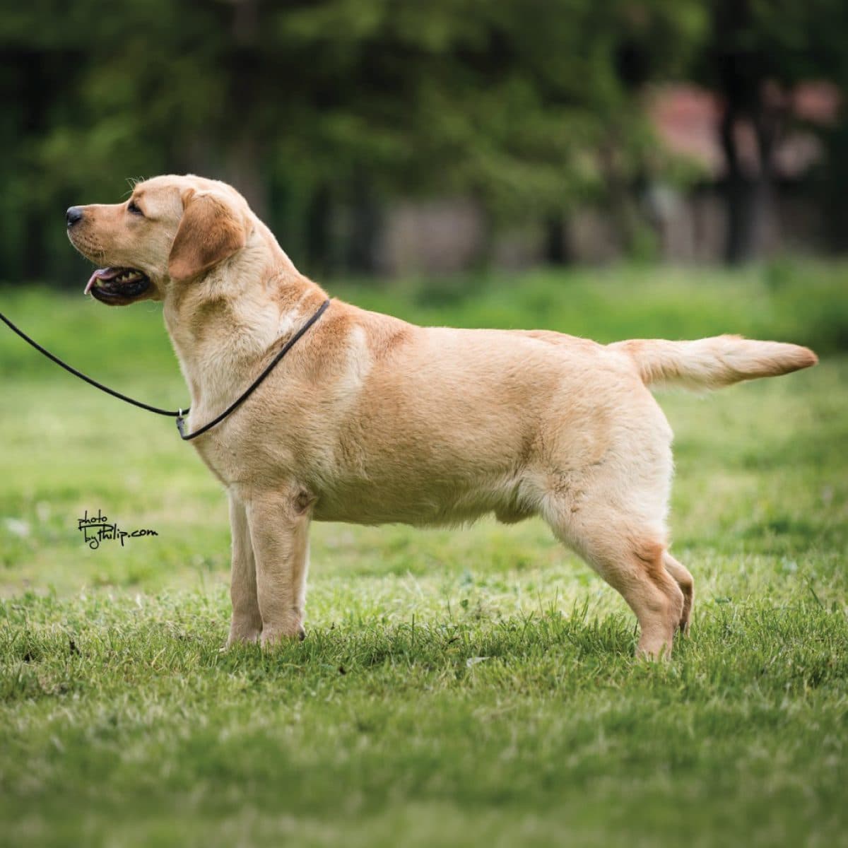 Labrador Retriever