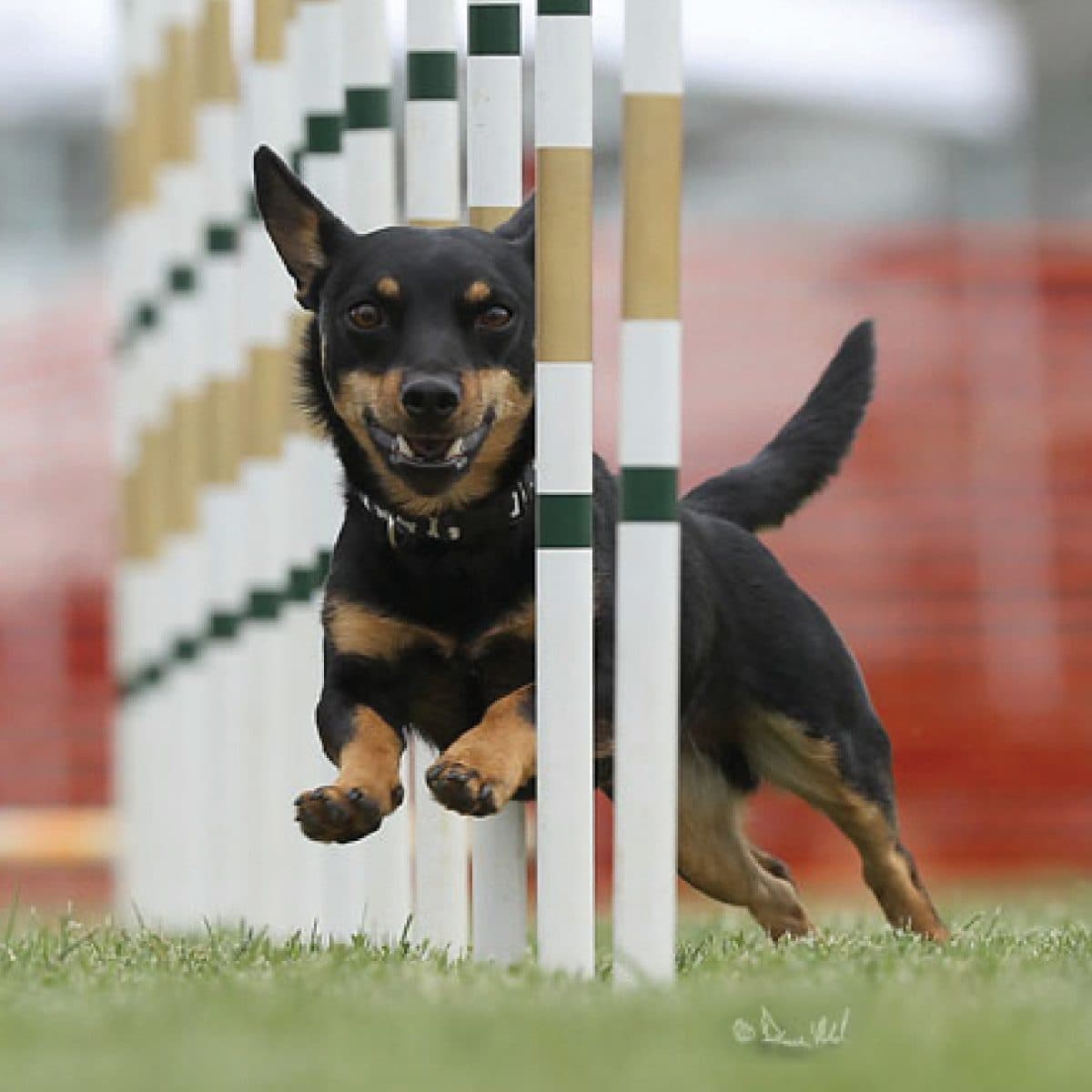 Lancashire Heeler