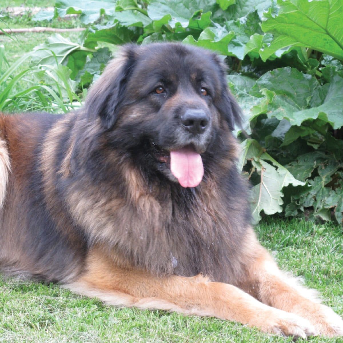 Leonberger
