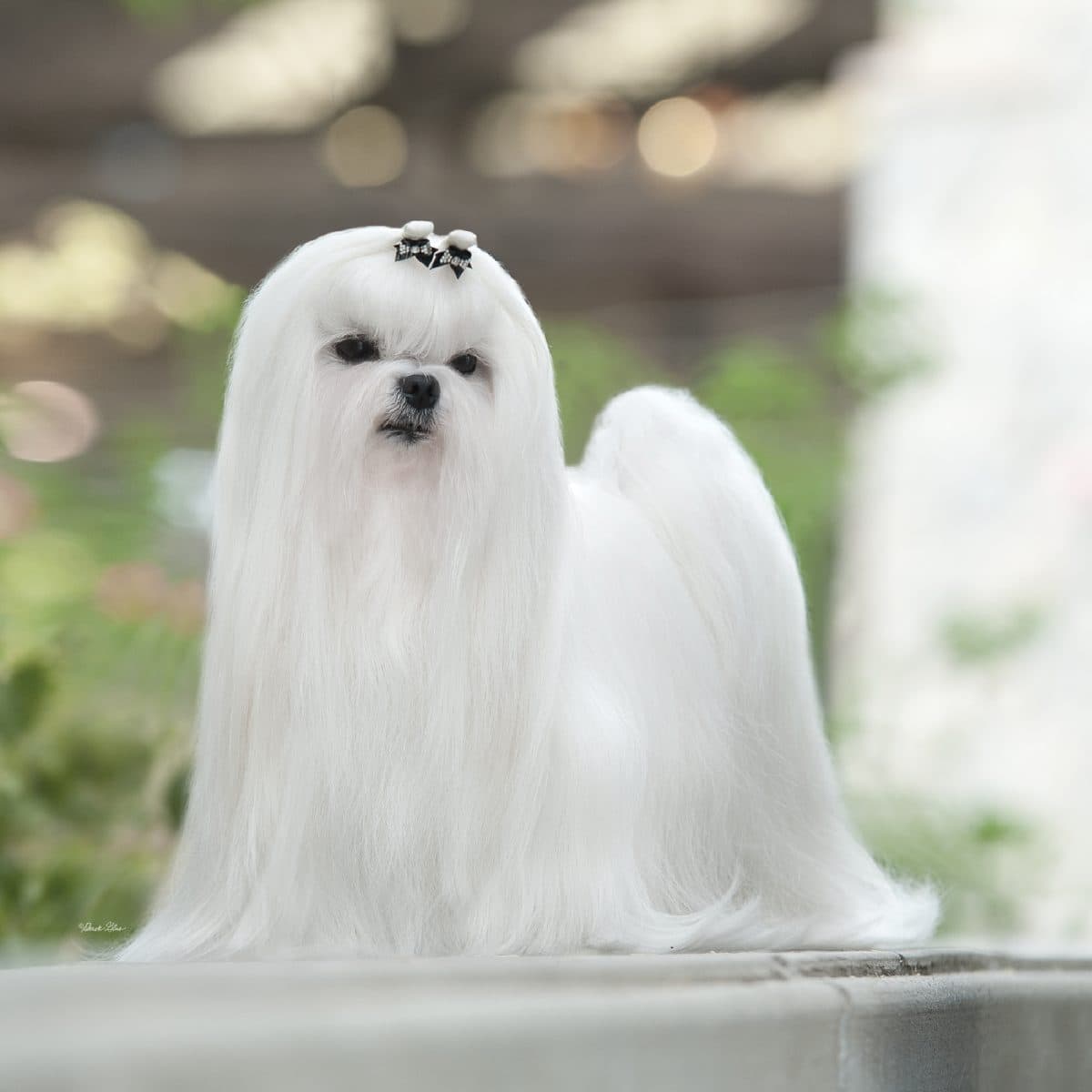 Maltese
