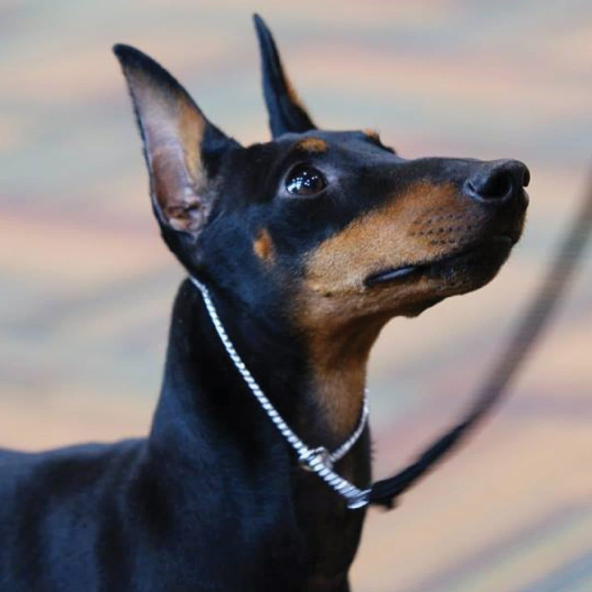 Manchester Terrier
