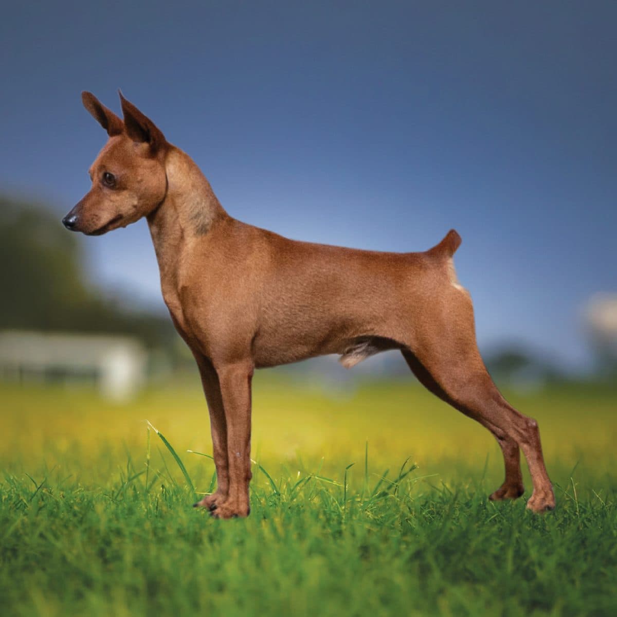 Miniature Pinscher