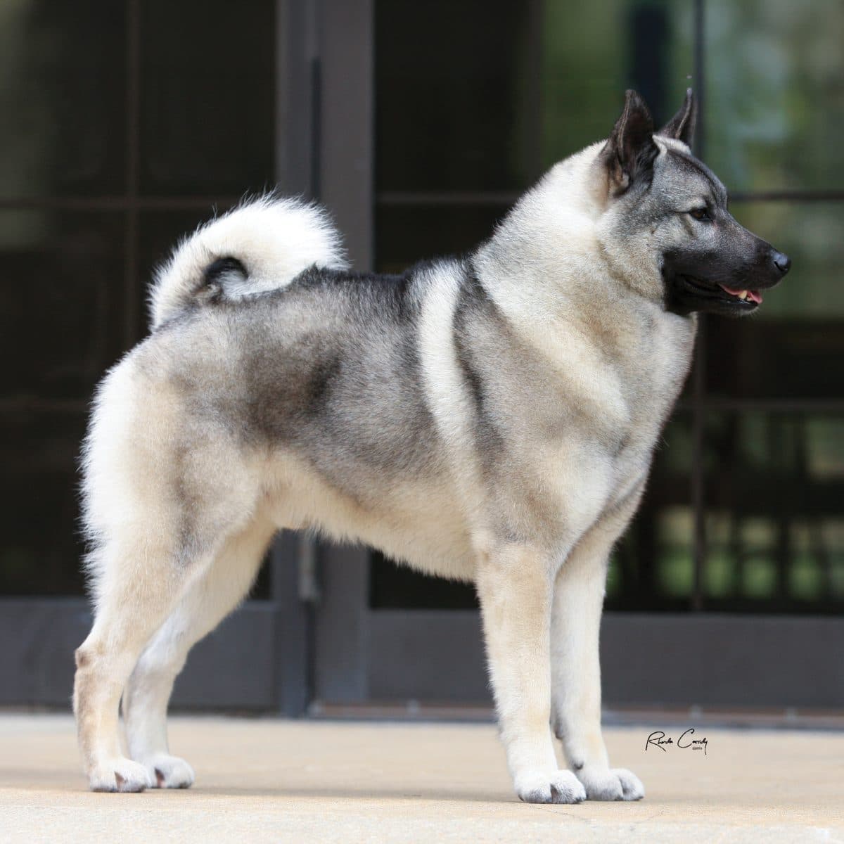 Norwegian Elkhound